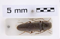 Foto (Dorsalansicht) von Melanotus stepari (Platia & Schimmel, 2001) (NHMW-ZOO-COL-0007659)